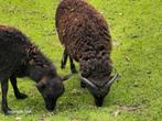 Ouessant schaap, Dieren en Toebehoren, Schapen, Geiten en Varkens, Mannelijk, Schaap, 0 tot 2 jaar