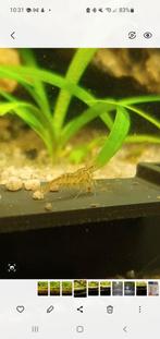 Japonica garnalen, Dieren en Toebehoren, Vissen | Aquariumvissen, Kreeft, Krab of Garnaal