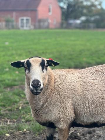 Maasduinen Ooi • 3 Jaar • Tweelingmoeder • Zelf-Ruiend beschikbaar voor biedingen