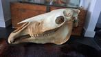 Grote schedel paard diverse opgezette dieren taxide, Ophalen, Gebruikt, Paard, Schedel