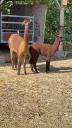 Te koop Alpaca veulen, Dieren en Toebehoren, Juni, Mannelijk
