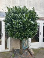 Laurierboom, Tuin en Terras, Planten | Bomen, Lente, 100 tot 250 cm, Ophalen, Volle zon