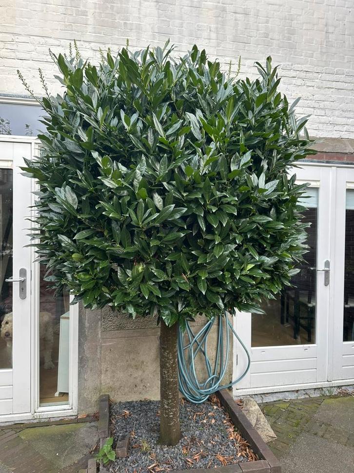 Laurierboom, Tuin en Terras, Planten | Bomen, Bolboom, 100 tot 250 cm, Volle zon, Lente, Ophalen