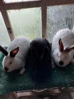 Vleeskonijnen, Dieren en Toebehoren, Konijnen, Meerdere dieren, Dwerg