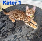 Bengaal kittens met stamboom 🇳🇱, Meerdere dieren, Gechipt, 0 tot 2 jaar