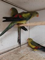 Bergparkiet 1-1 split turquoise, Dieren en Toebehoren, Meerdere dieren, Parkiet, Geringd