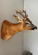 Ree reebok hert gewei XXL Taxidermie opgezet dier, Verzamelen, Dierenverzamelingen, Ophalen of Verzenden, Nieuw, Hert, Gewei of Kop