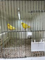 Te koop een stel kanaries, Meerdere dieren, Kleurkanarie