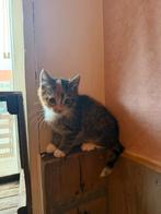 Ik ben lieve Holly ik ben 9 weken jong ik ben een mixje, Dieren en Toebehoren, Katten en Kittens | Overige Katten, Poes