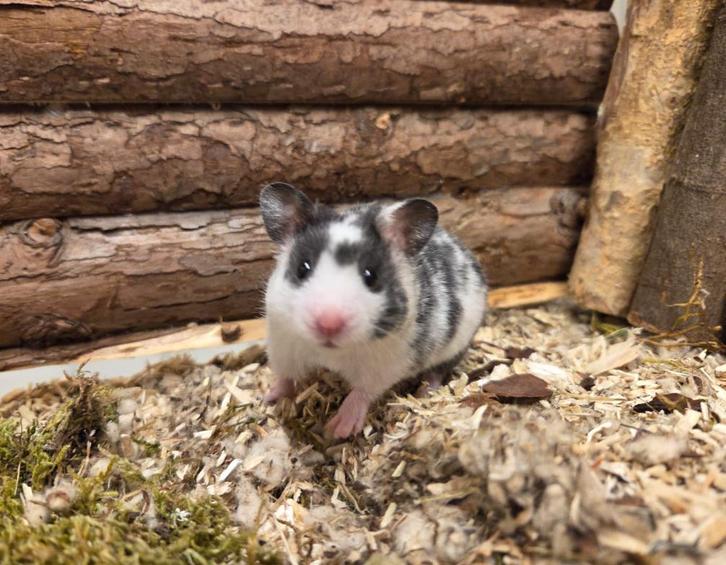 Jonge tamme goudhamsters ( man) geen groothandel, Dieren en Toebehoren, Knaagdieren, Mannelijk, Hamster, September, Tam