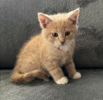 3 lieve kittens - katertjes zwart/wit, grijs en rood, Dieren en Toebehoren, Katten en Kittens | Overige Katten, Meerdere dieren