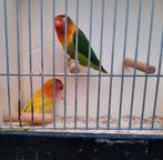 Koppel fischeris, Dieren en Toebehoren, Vogels | Parkieten en Papegaaien, Meerdere dieren, Dwergpapegaai of Agapornis