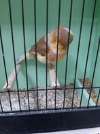 Zoek een bruine norwich man, Dieren en Toebehoren, Vogels | Kanaries, Mannelijk