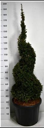 Taxus baccata spiraalvorm, Ophalen, Bloeit niet, Overige soorten, Volle zon