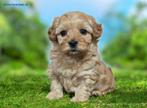 Tibepoo/kleine doodle pups het beste van twee werelden, Parvo, Nederland, Overige rassen, 8 tot 15 weken