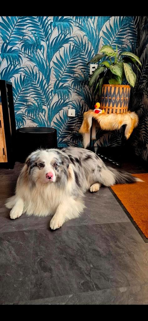 Dekreu australian shepherd aussie  bleu merle, Dieren en Toebehoren, Honden | Dekreuen, Reu, Particulier, Eén hond, Nederland