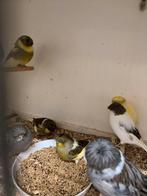 TE KOOP GEVRAAGD PAAR KOPPELS JONGE GLOSTERS, Dieren en Toebehoren, Meerdere dieren, Kleurkanarie