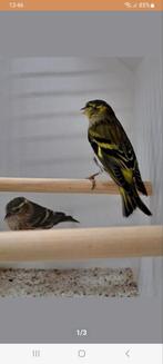 Sijs man of pop ruilen, Dieren en Toebehoren, Meerdere dieren, Wildzangvogel, Geringd