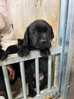 Prachtige labrador kruising pups, CDV (hondenziekte), 8 tot 15 weken, Labrador retriever, Meerdere
