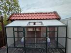 Te koop duiven ren, Dieren en Toebehoren, Vogels | Duiven, Meerdere dieren, Postduif