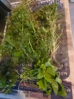 Aquarium planten, Dieren en Toebehoren, Ophalen of Verzenden, Plant(en), Steen of Hout