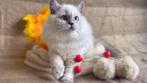 Yuna en Yumi (Britse Langhaar kittens), Dieren en Toebehoren, Katten en Kittens | Raskatten | Langhaar, Meerdere dieren, Gechipt