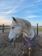 Lieve brave pony/ paard, Dieren en Toebehoren, Paarden en Pony's | Dekhengsten en Fokmerries, Meerdere dieren