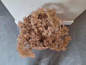Grote mand van zeegras met 4 berenklauwen beschikbaar voor biedingen