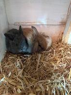 Jonge nederlandse hangoor dwergkonijntjes, ook koppeltjes, Dieren en Toebehoren, Meerdere dieren, Dwerg, Hangoor