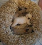 Mooie Ragdoll kittens, Meerdere dieren, Ontwormd, 0 tot 2 jaar