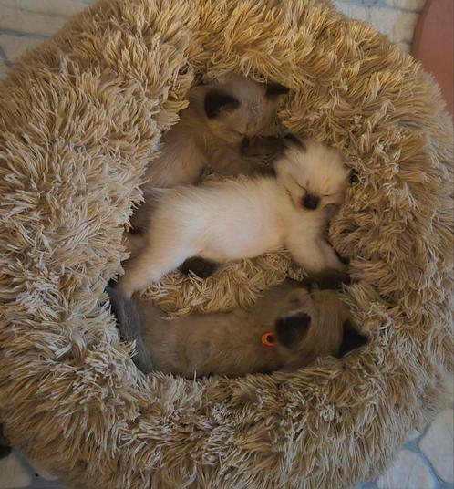 Mooie Ragdoll kittens, Dieren en Toebehoren, Katten en Kittens | Raskatten | Langhaar, Meerdere dieren, 0 tot 2 jaar, Ontwormd