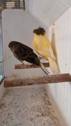 Mooi koppeltje gloster kanaries, Dieren en Toebehoren, Vogels | Kanaries, Meerdere dieren, Postuurkanarie