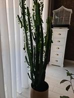 Prachtige grote cactus, Ophalen, Cactus, Volle zon, Minder dan 100 cm