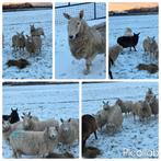 9 mooie Border Leicester ooien en 1 ram, Dieren en Toebehoren, Meerdere dieren, Schaap