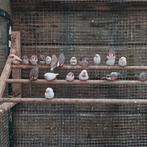 Zebravinken, Meerdere dieren, Kleurkanarie