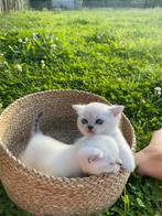 Britse korthaar kittens, Dieren en Toebehoren, Katten en Kittens | Raskatten | Korthaar, Meerdere dieren, Gechipt, 0 tot 2 jaar