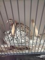 2 Japanse kwartel hennen, Vrouwelijk