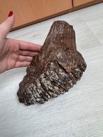 Mammoet kies/tand, Verzamelen, Ophalen of Verzenden, Fossiel