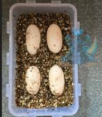 Diverse eigen nakweek reptielen, Hagedis, 0 tot 2 jaar