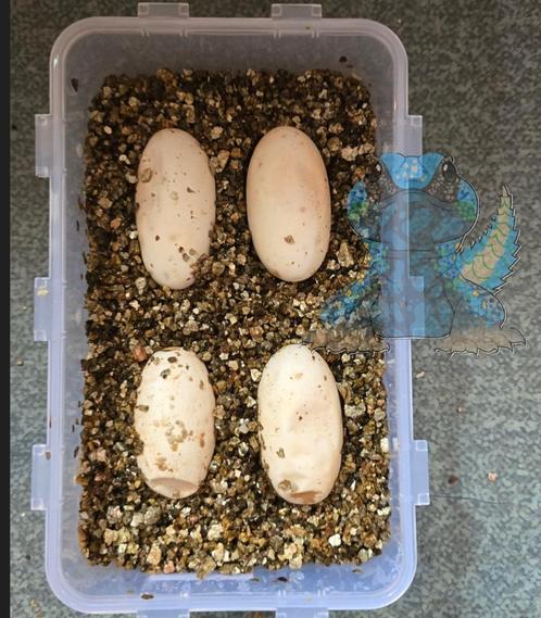 Diverse eigen nakweek reptielen, Dieren en Toebehoren, Reptielen en Amfibieën, Hagedis, 0 tot 2 jaar