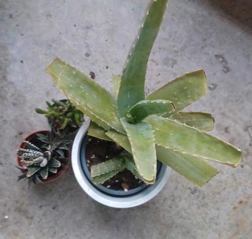 🌟 Stekjes ruilen? Plant or cutting exchange🪴, Huis en Inrichting, Kamerplanten, Overige soorten, Minder dan 100 cm, Ophalen of Verzenden
