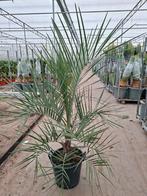 Butia capitata – geleipalm 🌴, Ophalen, Overige soorten, Volle zon
