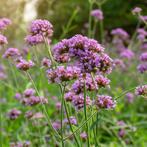 BIO Zaden Verbena Bonariensis (IJzerhard), Tuin en Terras, Bloembollen en Zaden, Ophalen of Verzenden, Voorjaar, Volle zon, Zaad