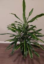 Dracena, Ophalen, Overige soorten, Halfschaduw