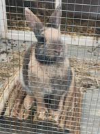 Goud huis gezocht voor pluis., Dieren en Toebehoren, Konijnen, Vrouwelijk, Klein, 0 tot 2 jaar