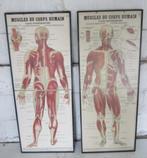monumentale medische platen spieren mens mplaat1AB, Natuur en Biologie, Ophalen