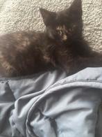 Jong kitten vrouwtje (poesje), Dieren en Toebehoren, Katten en Kittens | Raskatten | Langhaar, Poes, 0 tot 2 jaar