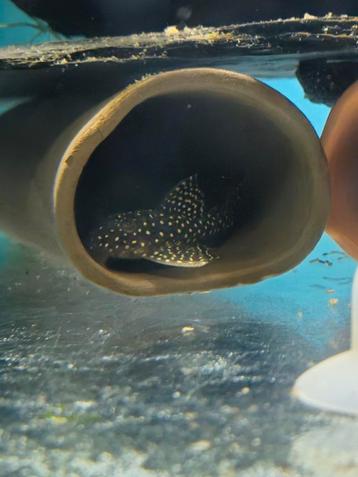 L262 Hypancistrus beschikbaar voor biedingen