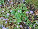 Ooievaarsbek Geranium Rozanne vaste plant, Tuin en Terras, Ophalen, Bodembedekkers, Volle zon, Vaste plant