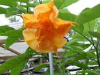 BRUGMANSIA'S, Tuin en Terras, Volle zon, Vaste plant, Zomer, Ophalen